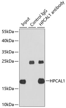 Валидация Elabscience E-AB-92369