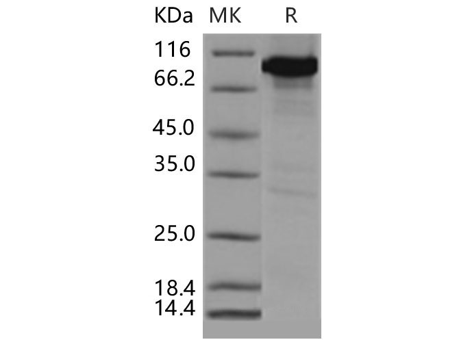 Валидация Elabscience PKSM040460(4457)
