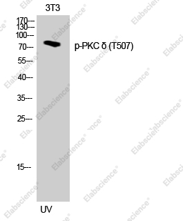 Вестерн-блоттинг, Phospho-PKC delta (Thr507), клетки 3T3