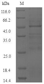 SDS-PAGE