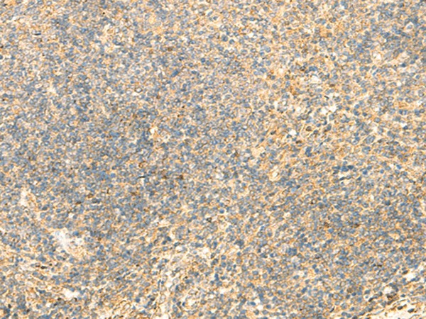 Валидация Elabscience E-AB-18927