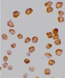 Валидация AssayVector ARM2044(3102)