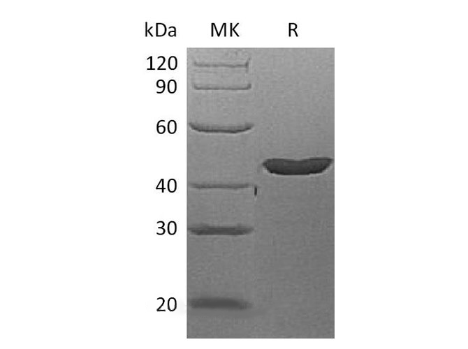 Валидация Elabscience PKSH032686(3118)