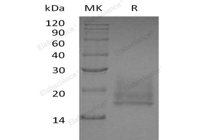 Валидация Elabscience PKSH032239(2750)