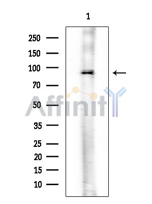 Валидация Affinity AF6630 - 3921
