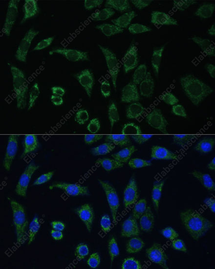 Иммунофлуоресценция, AEBP1, клетки L929
