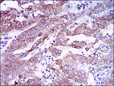 Валидация AntibodySystem RHB86915 (410)