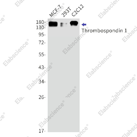 Вестерн-блоттинг, Thrombospondin 1, клетки MCF-7, 293T, C2C12