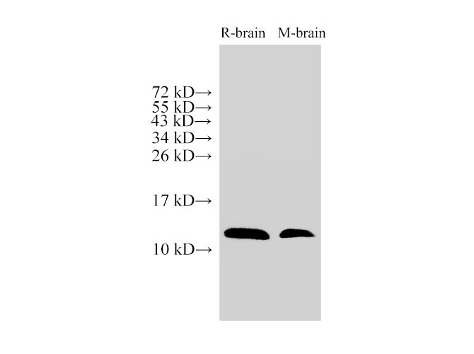 Вестерн-блоттинг, MIF, ткань мозга крысы и мыши