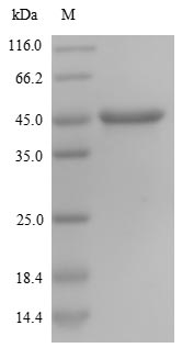 SDS-PAGE