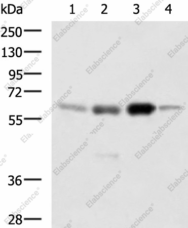 Вестерн-блоттинг, HDAC1, клетки 293T, 231, Jurkat и RAW264.7