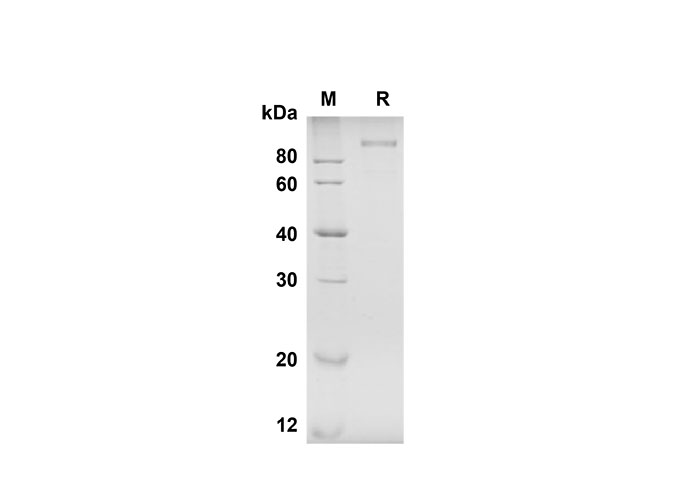 Валидация Elabscience PDMH100291(903)