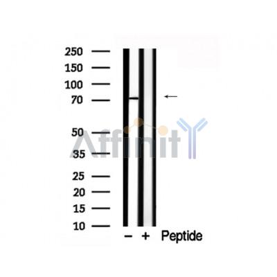 Валидация Affinity AF7791 - 4505