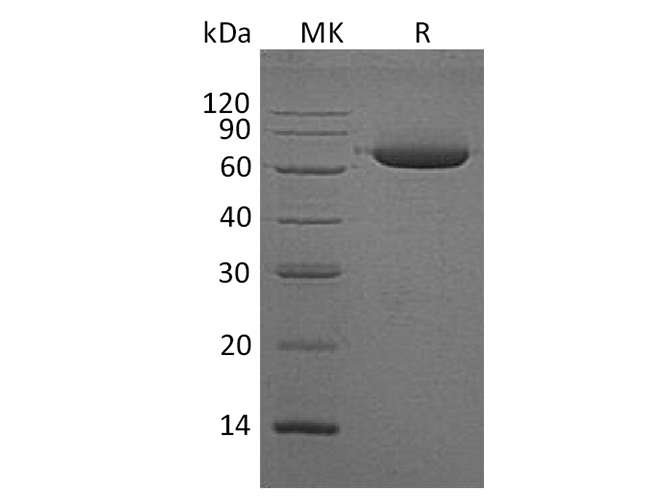 Валидация Elabscience PKSH032057(2610)