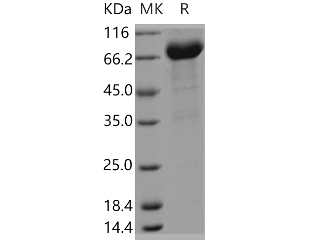 Валидация Elabscience PKSH030563(1468)