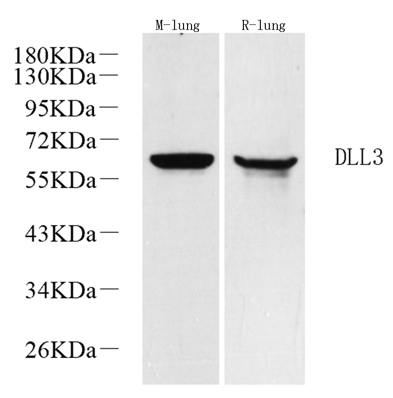 Валидация Elabscience E-AB-70189