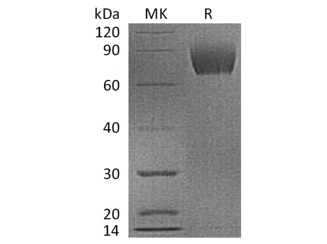 Валидация Elabscience PKSQ050052(5422)