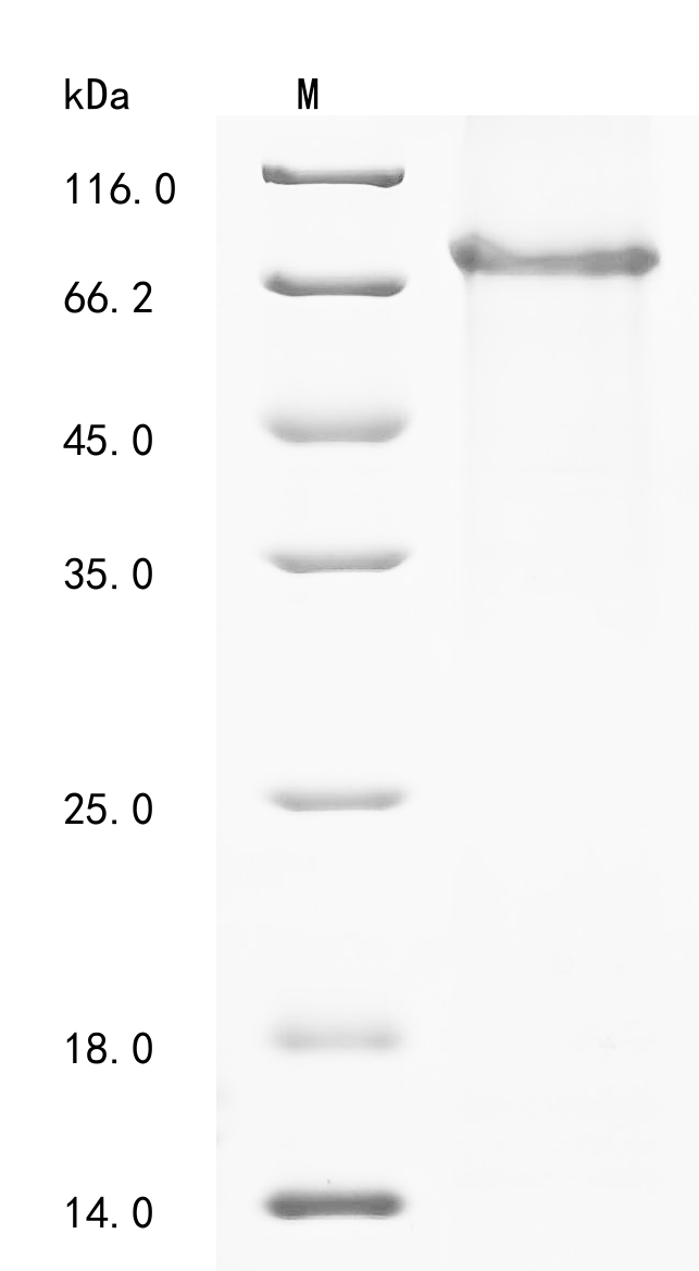 SDS-PAGE