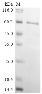 SDS-PAGE