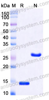 AHC81801, SDS-PAGE