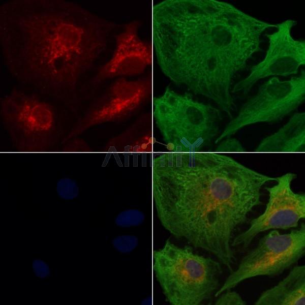 Валидация Affinity DF8100 - 19942