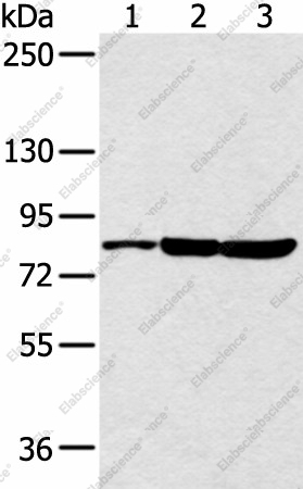 Вестерн-блоттинг, CCNT2, клетки 293T