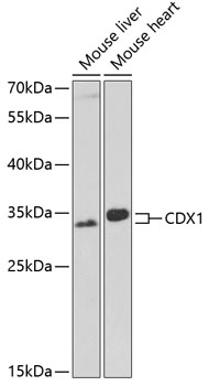 Валидация Elabscience E-AB-62033