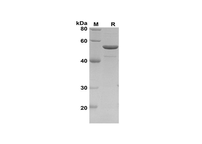Валидация Elabscience PDEH100614(126)