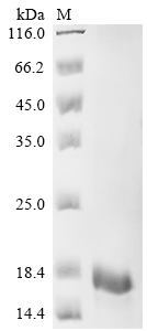 SDS-PAGE