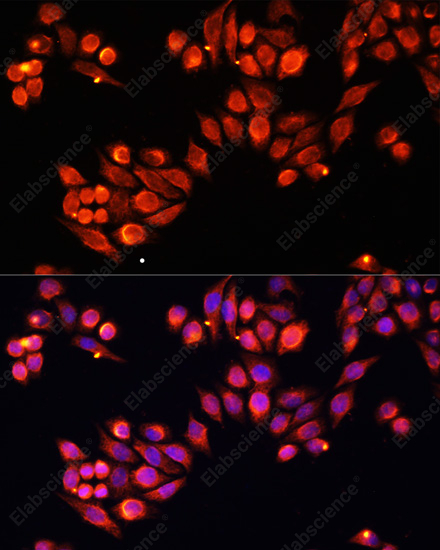 Иммунофлуоресценция, Heparanase 1, клетки HeLa