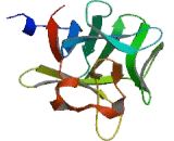 Fibroblast Growth Factor 22 (FGF22) Fibroblast Growth Factor 22 (FGF22)