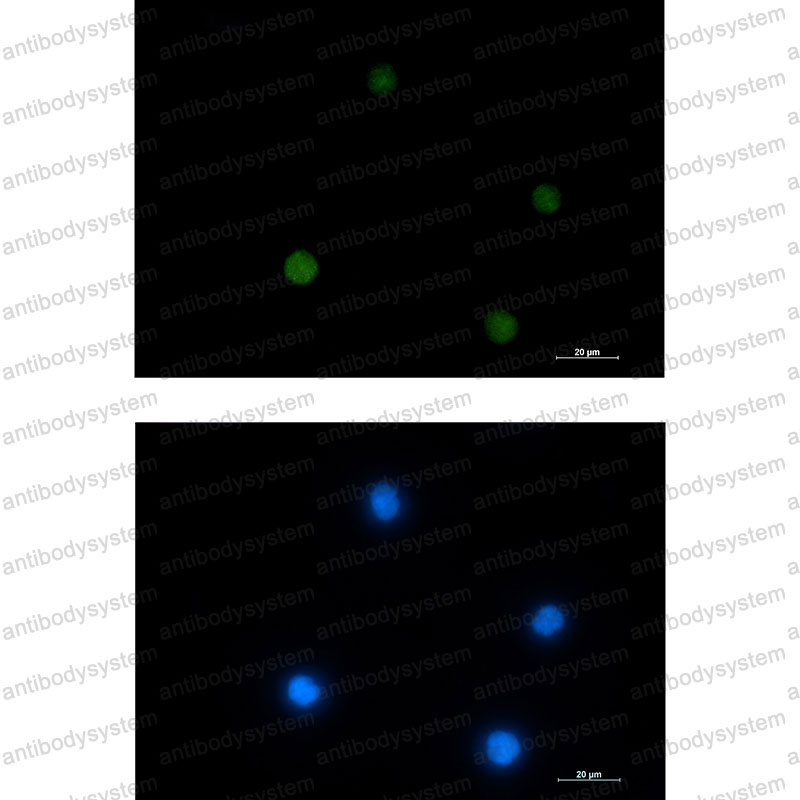 Валидация IF - AntibodySystem RHB84005