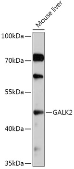 Валидация Elabscience E-AB-91794