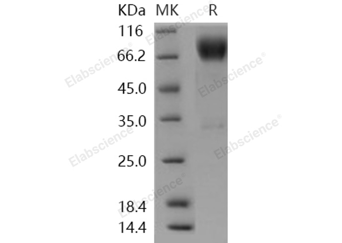 Валидация Elabscience PKSH031086(1876)