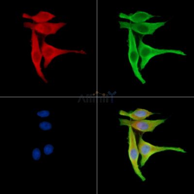 Валидация Affinity DF14242 - 10093