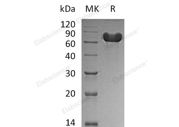 Валидация Elabscience PKSH030746(1609)