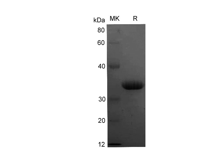 Валидация Elabscience PDEH100716(191)