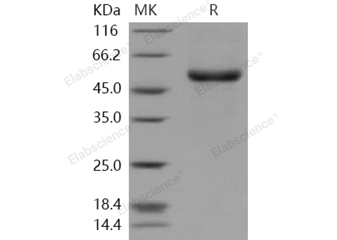 Валидация Elabscience PKSH031081(1873)