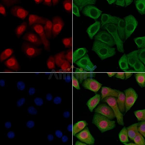 Валидация Affinity DF7251 - 18909