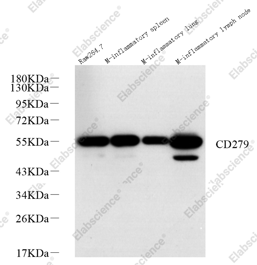 Вестерн-блоттинг, PD-1/CD279, различные образцы