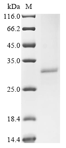 SDS-PAGE