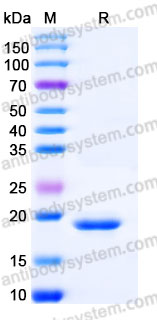 AHC13504, SDS-PAGE