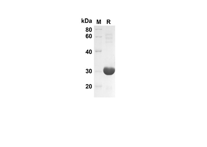 Валидация Elabscience PDEM100140(493)