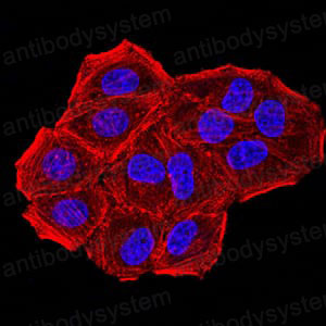 Валидация IF - AntibodySystem RHB79501 (159)