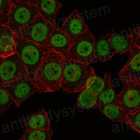 Валидация IF - AntibodySystem RHJ08102