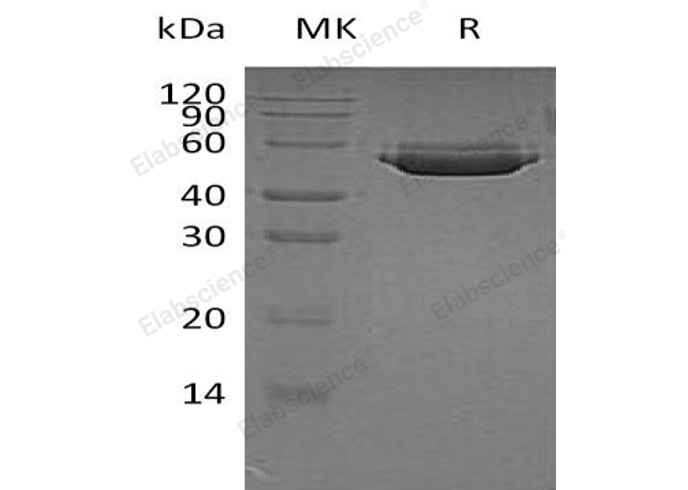 Валидация Elabscience PKSH032178(2703)