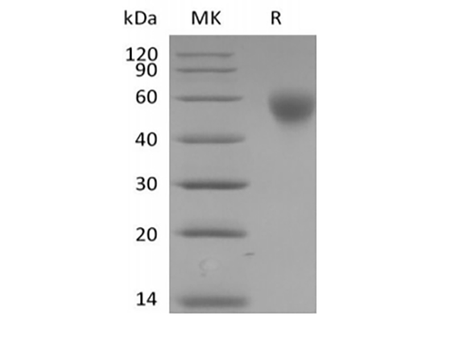 Валидация Elabscience PKSH034001(4232)