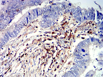 Валидация AntibodySystem RHJ33902