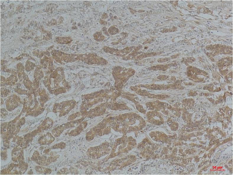 Валидация AntibodySystem RHF62206 (2608)