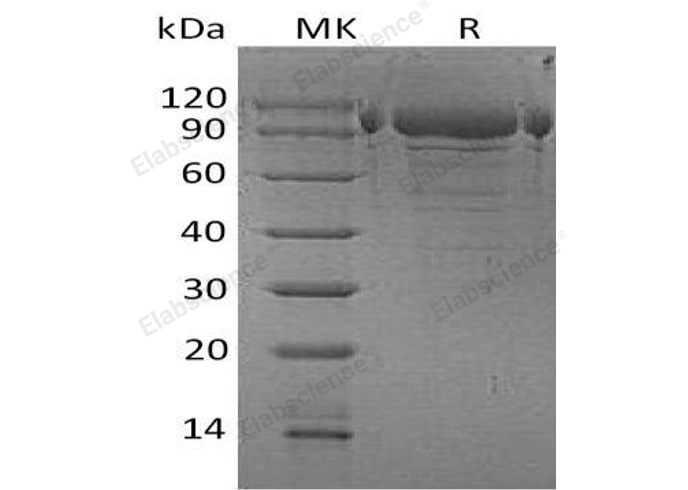 Валидация Elabscience PKSH032959(3351)